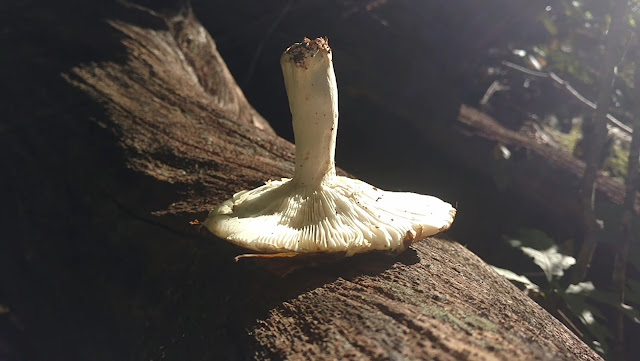 Squirrel Dries Mushrooms in the Sun