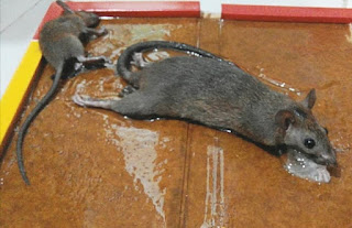 Perangkap tikus