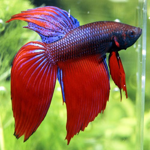 Best way to choose a healthy betta fish from Aquarium MUPAB STUDIOS
