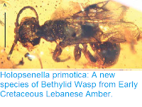 http://sciencythoughts.blogspot.co.uk/2016/04/holopsenella-primotica-new-species-of.html