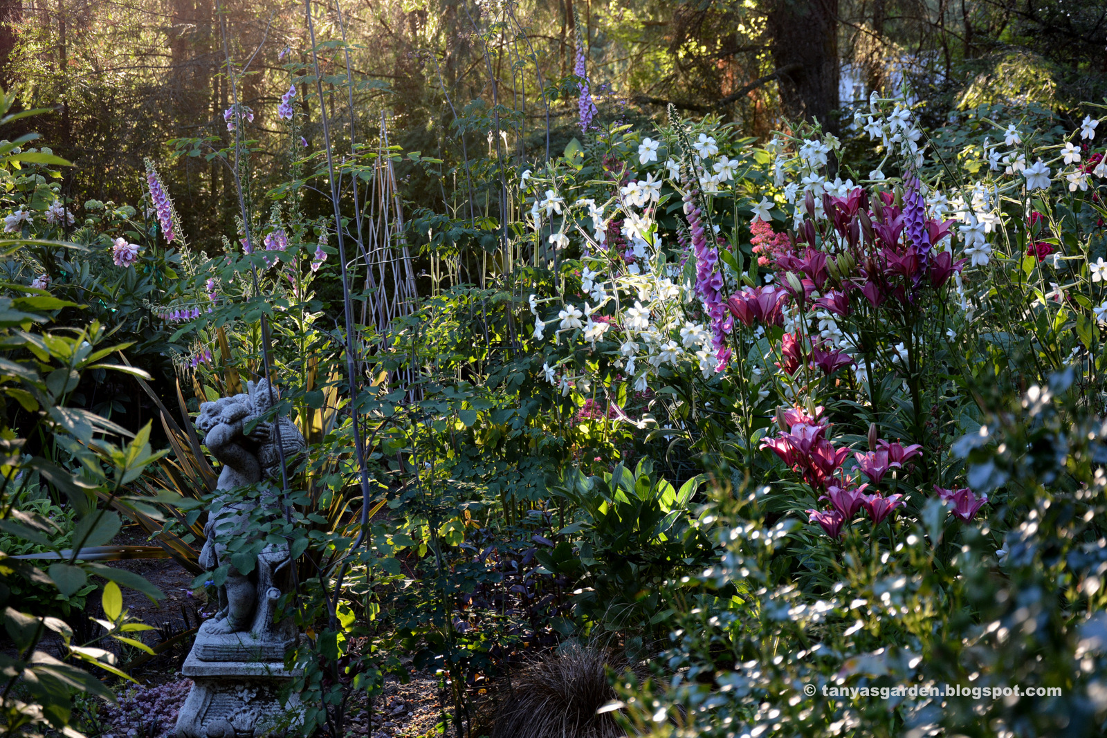 MySecretGarden Some Pictures of My June Garden