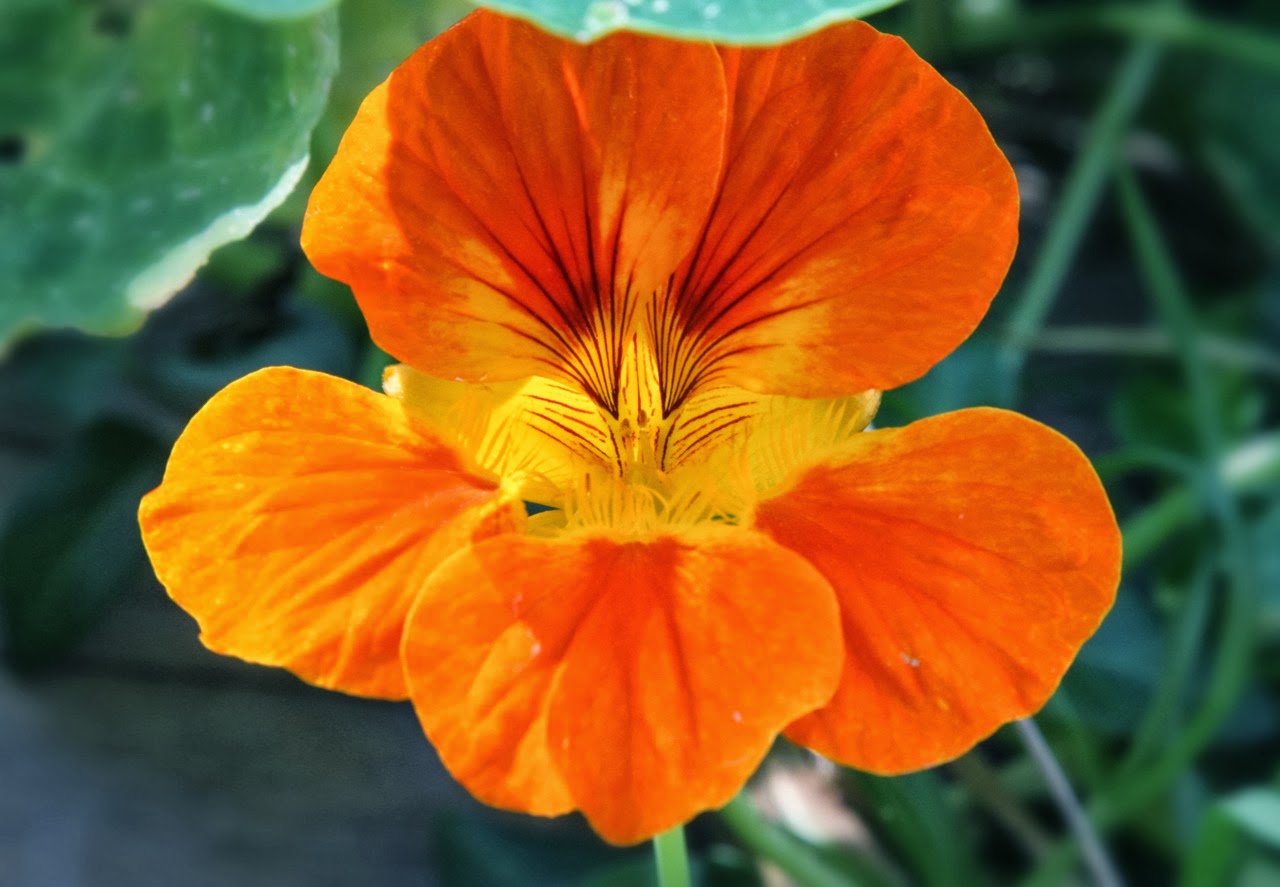 The urban hunter gatherer nasturtium capers 