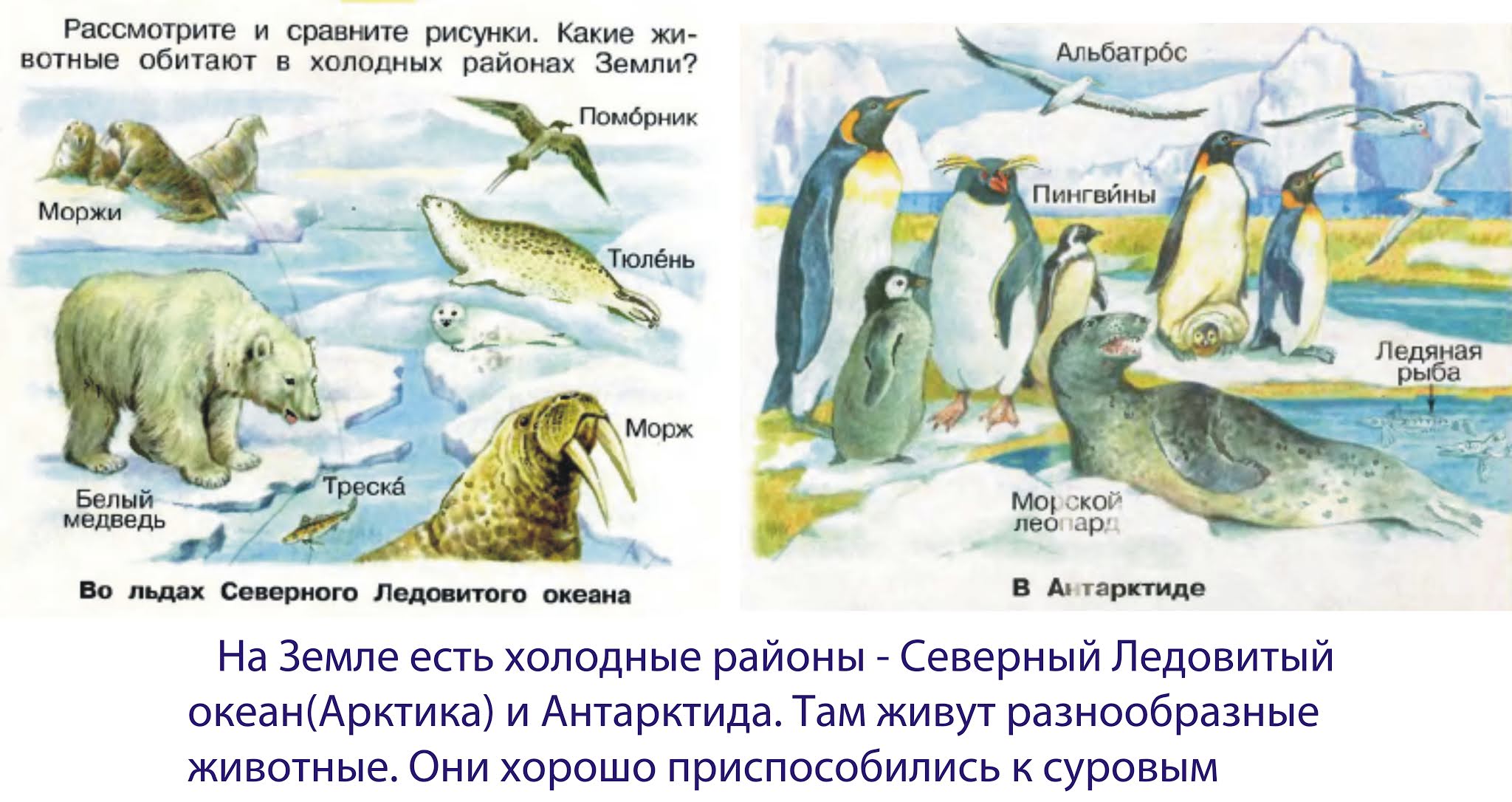 раксза о белом медведе. рассказ о животном холодных районов. узнайте подробнее о животном мире холодных районов. узнайте подробнее о животном мире холодных районов. животные арктики и антарктики.