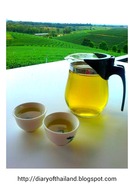 Diary of Thailand: CHIANG RAI ; TEA PLANTATION