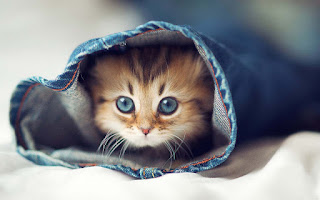 How Cute Is This Cat!