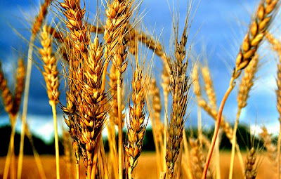 La genética y el trigo