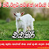 ලොකු කුඩා කාටත් එක සේ ගුණ දෙන එළුකිරි (Goat's Milk Which Is Equally Good For Everyone Big And Small)