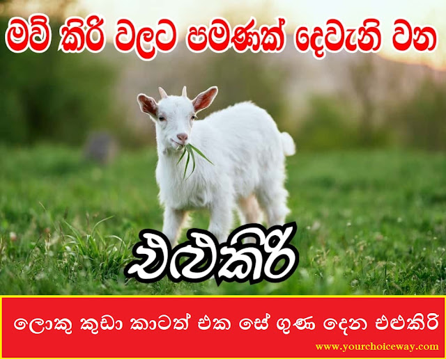 ලොකු කුඩා කාටත් එක සේ ගුණ දෙන එළුකිරි (Goat's Milk Which Is Equally Good For Everyone Big And Small) - Your Choice Way