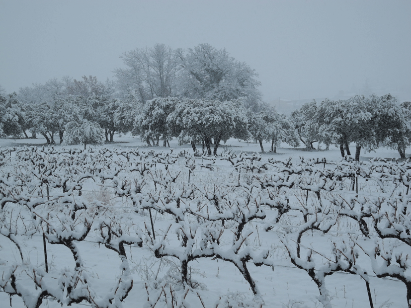 Cosmological Cabbage: Winter In Provence In the South of France