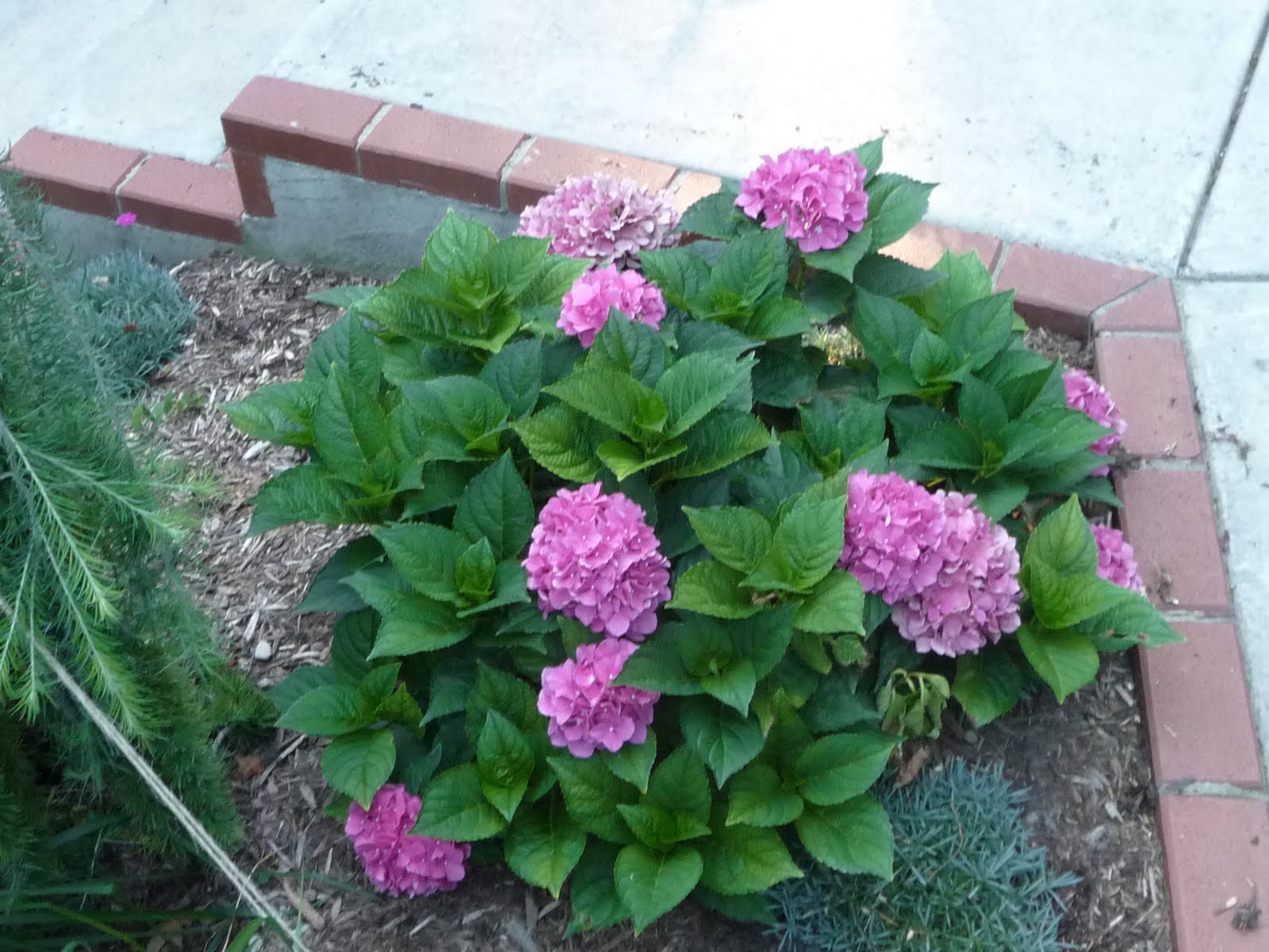 Defining Your Home Garden And Travel Refreshing Little Lime