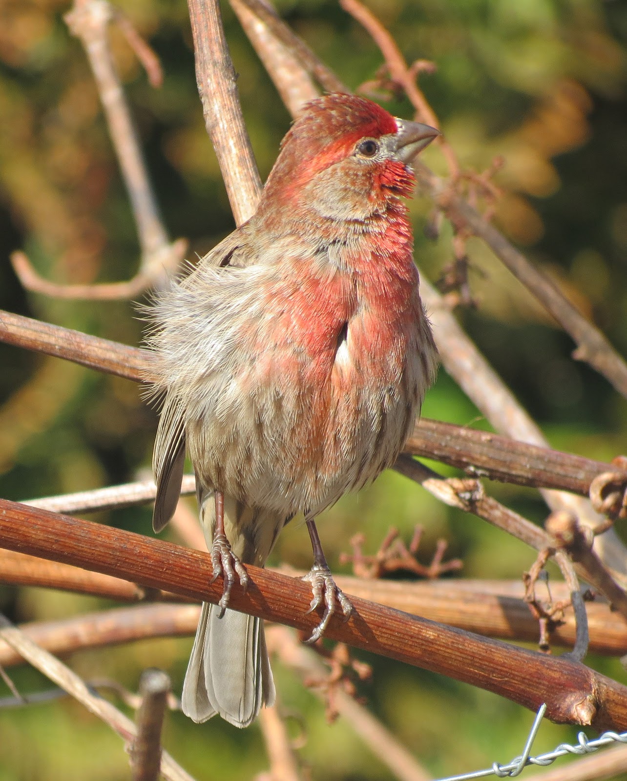 Everything Nanaimo BIRDS IN SPRINGTIME