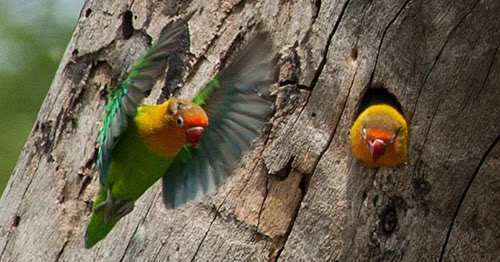 Jenis Bahan Sarang Lovebird Yang Sering Di Gunakan Indukan Ketika Di Alam Bebas Alam Liar Sukses Perawatan