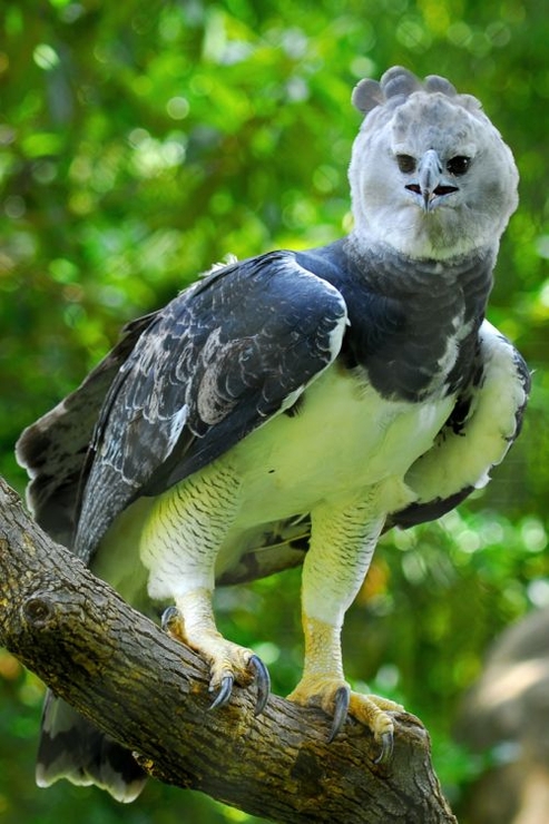 The Harpy Eagle (Harpia harpyja): - cuteanimalsworld
