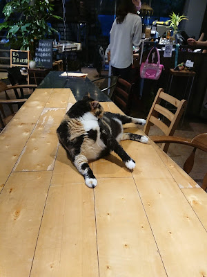 【野柳貓咪咖啡廳】海景咖啡廳——一粒沙咖啡館 Elisa cafe｜甜點、披薩、Wi-Fi（文內有菜單）　店貓六粒
