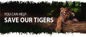 save tigers
