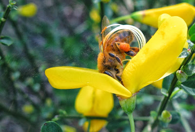 Bee pollinating Spartium junceum