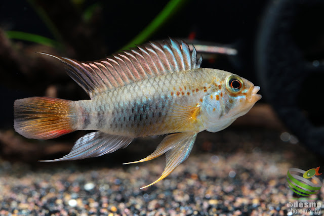 Apistogramma sp. manacacias (A. cf. hoignei)