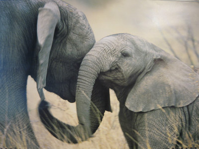 elephants.jpg