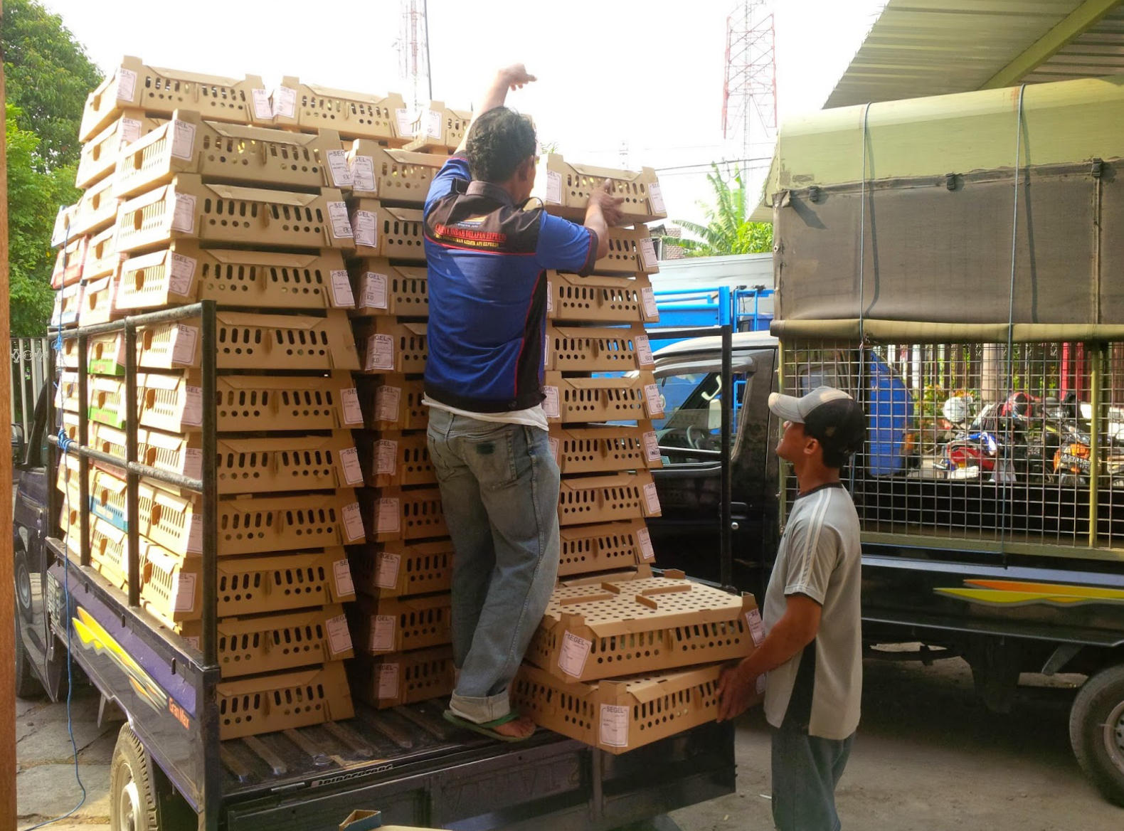 CV.SAHABAT TERNAK KEDIRI seputar harga bebek/itik siap