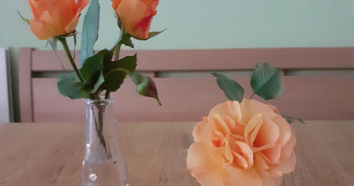 Schaeresteipapier Page 25 Chan 11182257 Rssing Com