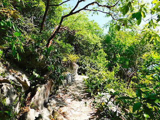 nature trails, sky trail, #payabay, #payabayresort, roatan, nature, magic of paya, paya bay resort, 