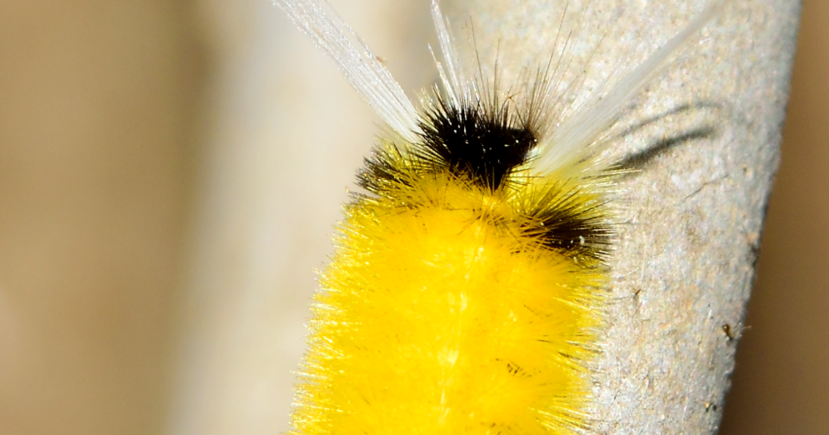 Small Yellow and Black Fuzzy Caterpillar