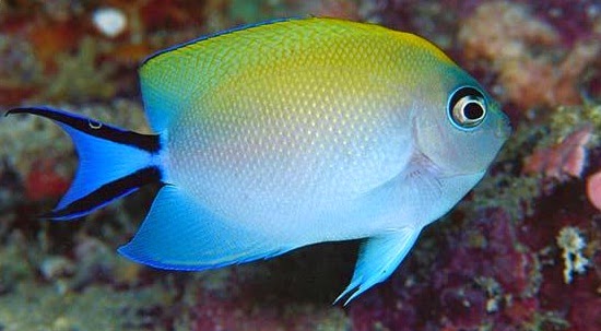 ANGEL-ANTHIAS-BANNER FISH ~ Indonesian marine fish and coral index