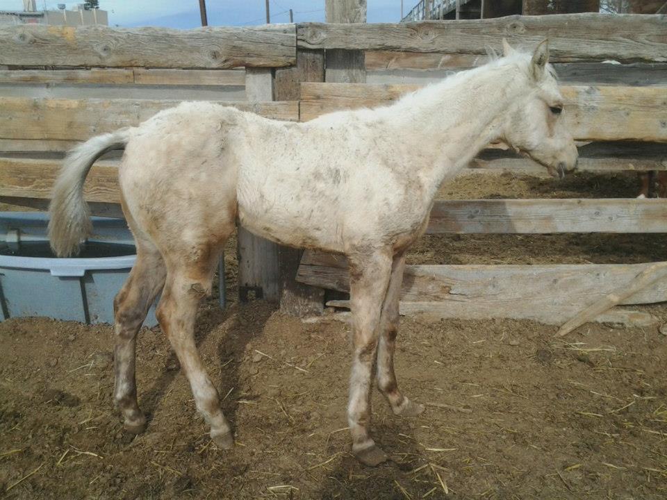 Equine WellBeing Rescue, Inc. Injured Palomino Filly at Fallon Feedlot