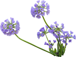 Flower_27.png