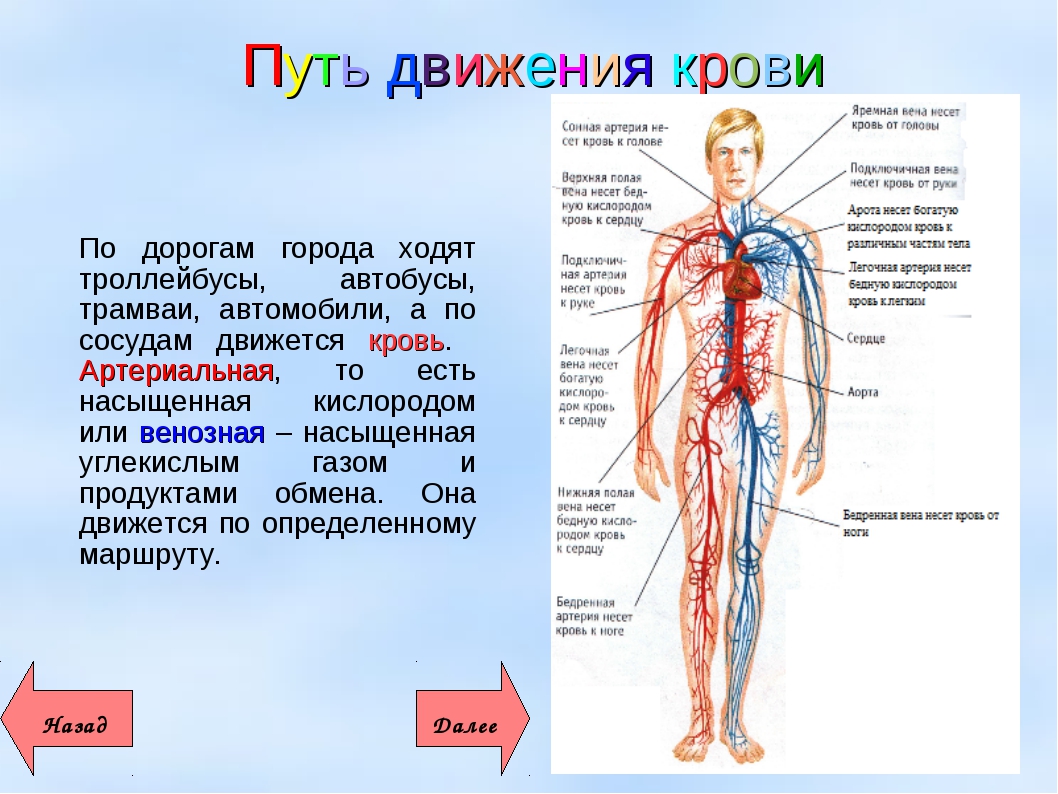 Система кровообращения человека состоит. Органы кровеносной системы человека 3 класс. Органы кровеносной системы 3 класс окружающий. Окружающий мир 3 класс тема кровеносная система. Система кровообращения 3 класс.
