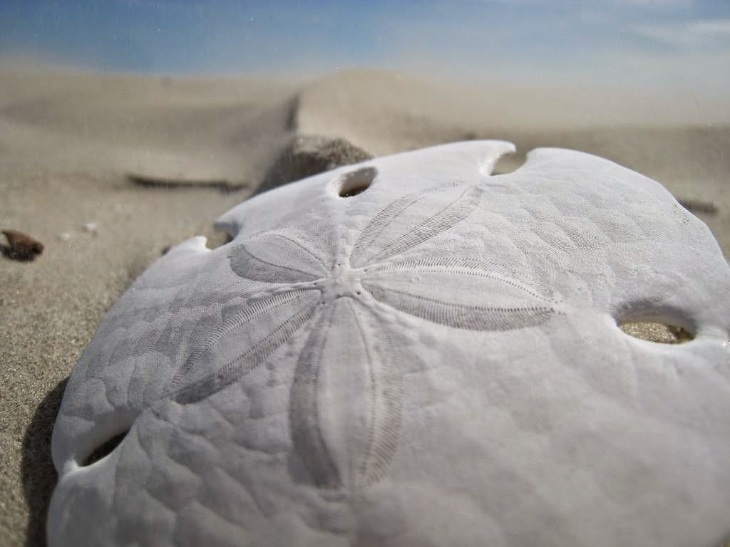 The Sand Dollar the Animal that Can Clone Itself Kuriositas