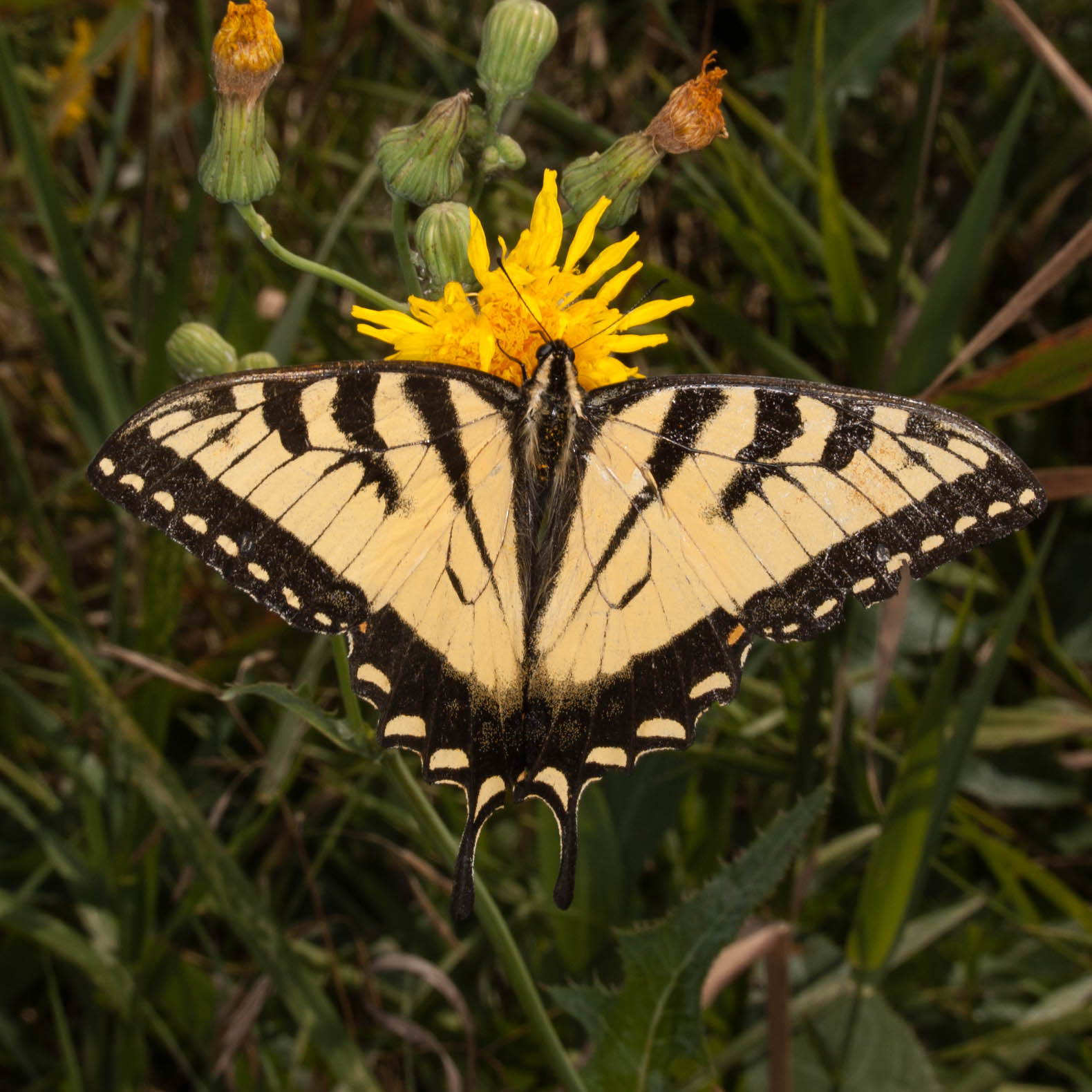 Champlain Islands' Nature: Canadian x Eastern Tiger Swallowtail