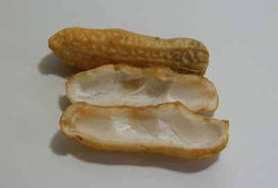 Kacang Tanah