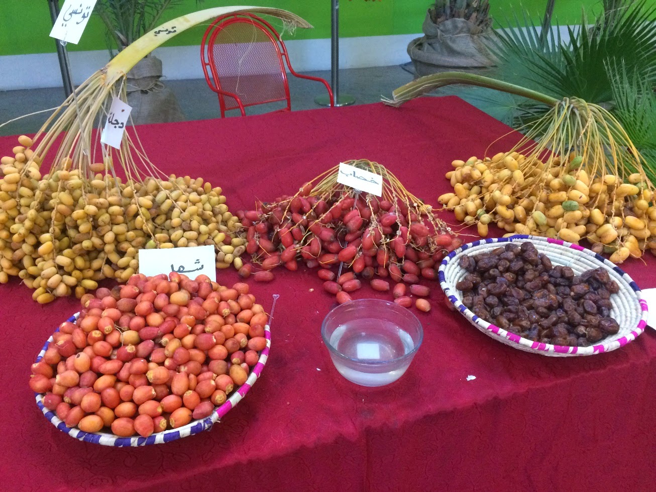 Skeptic in Qatar Eating Dates