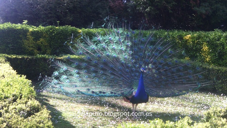 pavo-real