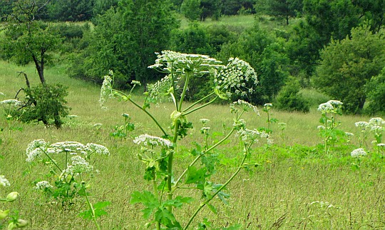 Barszcz Sosnowskiego (Heracleum sosnowskyi Manden.)