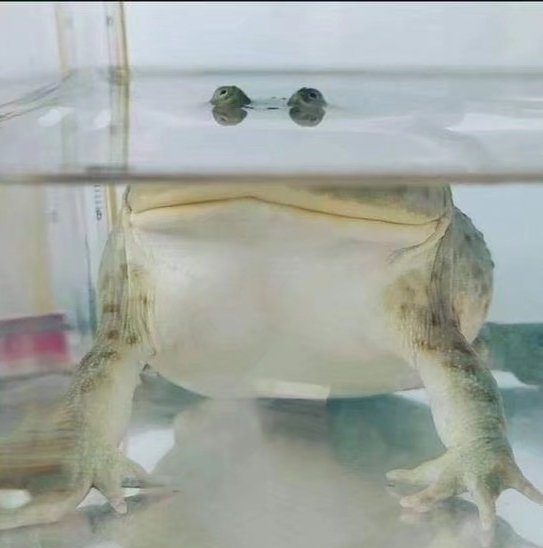 Wednesday Frogs Frog 64