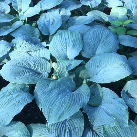 Blog.Sunset Hosta Best Soil for Hostas