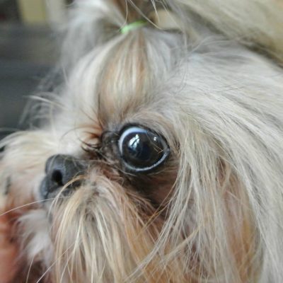 Sintomas que você nunca deve ignora em seu Shih Tzu