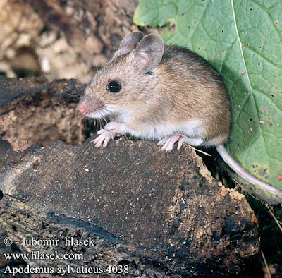 raton de campo de cola larga Apodemus sylvaticus