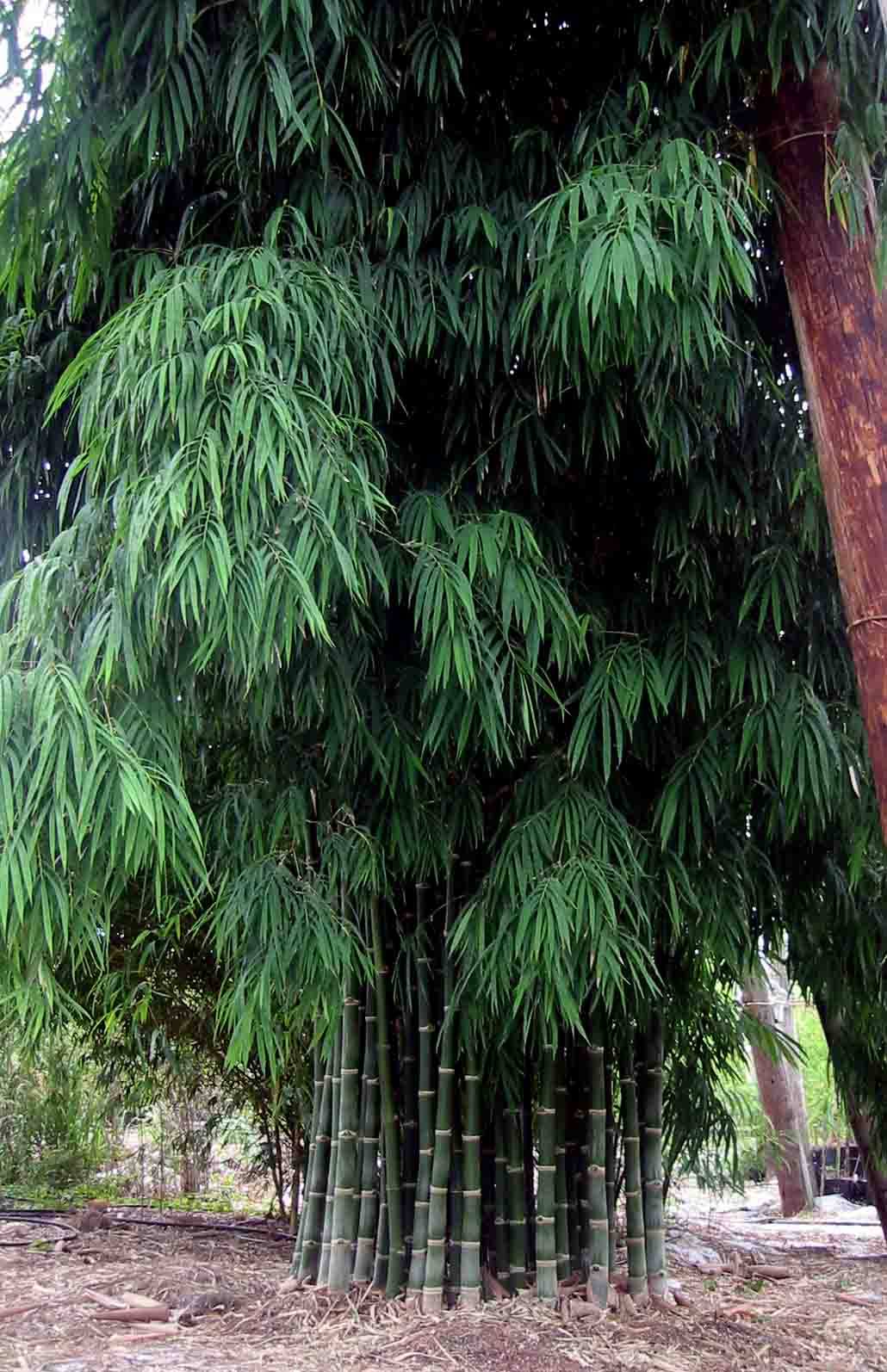 Bamboo Lamp Photo Bamboo In Florida Bamboo Lamp Photo Bamboo In Florida