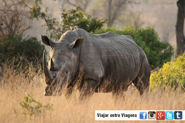 SAFARI NO KRUGER - Tudo o que precisa saber para um Safari no Parque Nacional de Kruger | África do Sul
