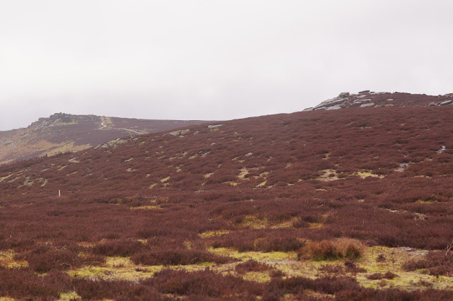A grouse in the heather