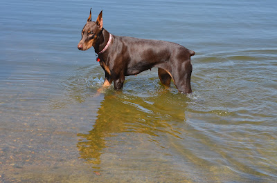 My Jenny cools off in the clear water. Photo by Trisha Field