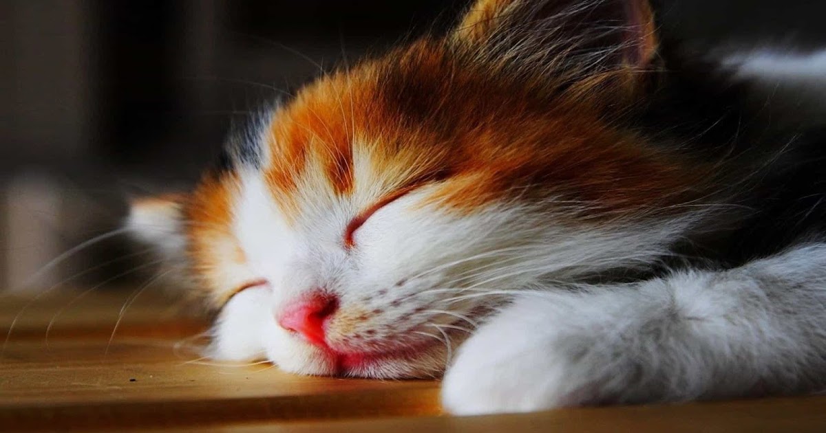 احلى صور قطط جميلة و رائعة 2020 بجودة Full Hd