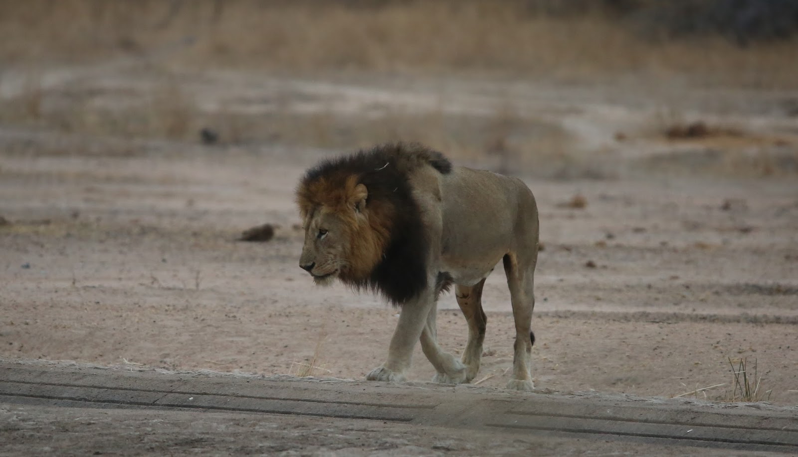 Lion National Animal Photos All