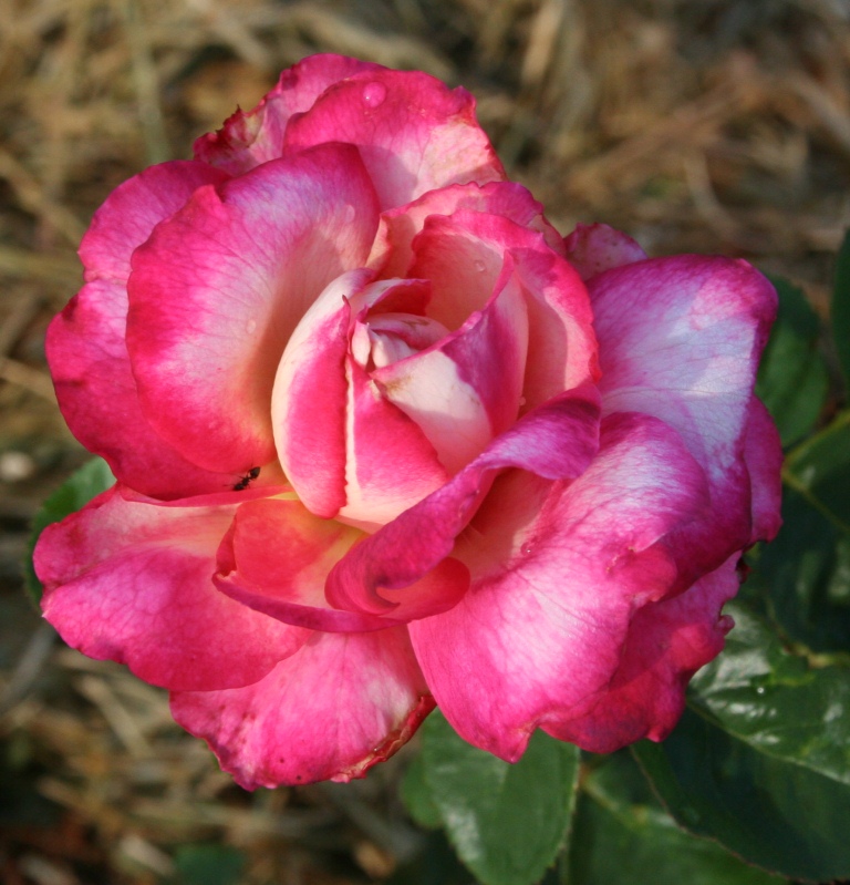Garden Musings: New Buck Roses