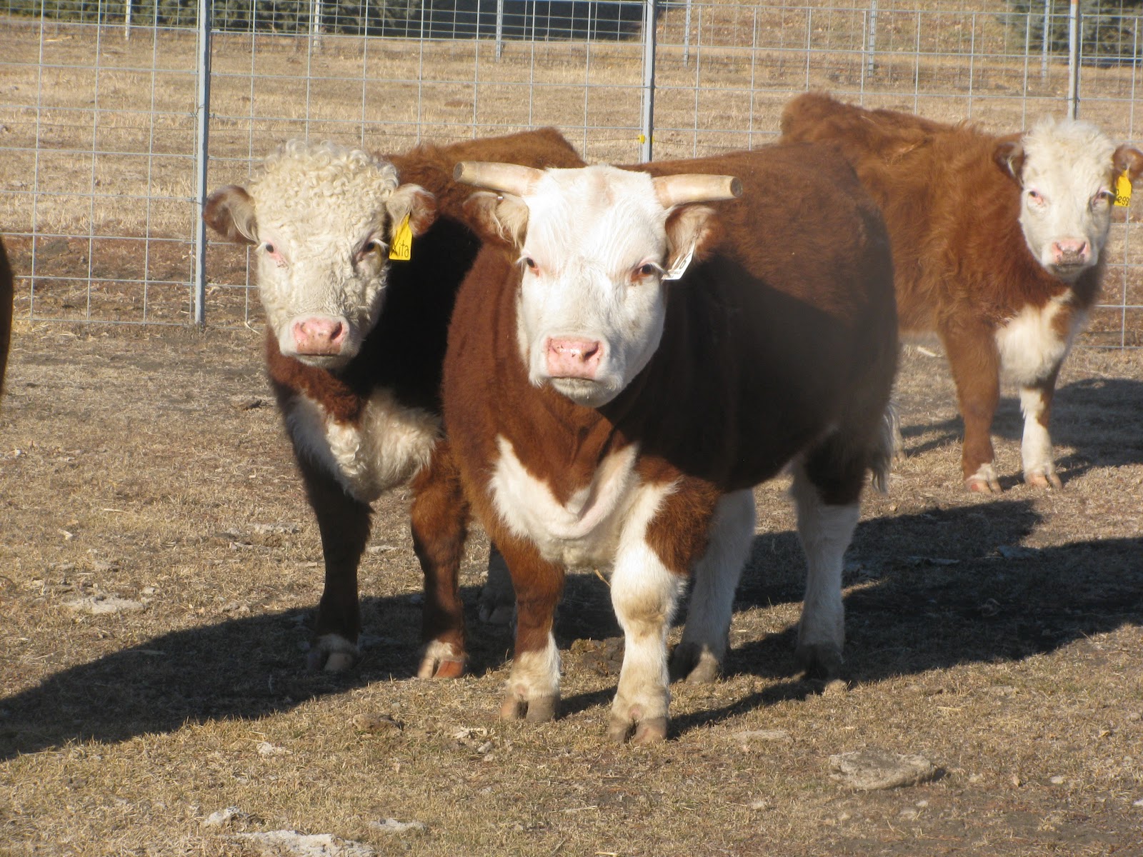 On the sixth day. . . Miniature Hereford's what makes them so special?