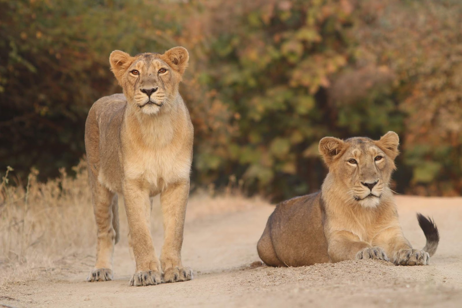 Glimpses of Gir Forest Planning your trip to Gir National Park? Here