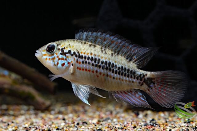 Apistogramma sp. D18 / cf. alacrina